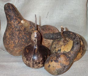 Humble Gourds