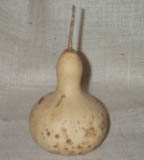 Gourd4