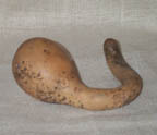 Gourd5